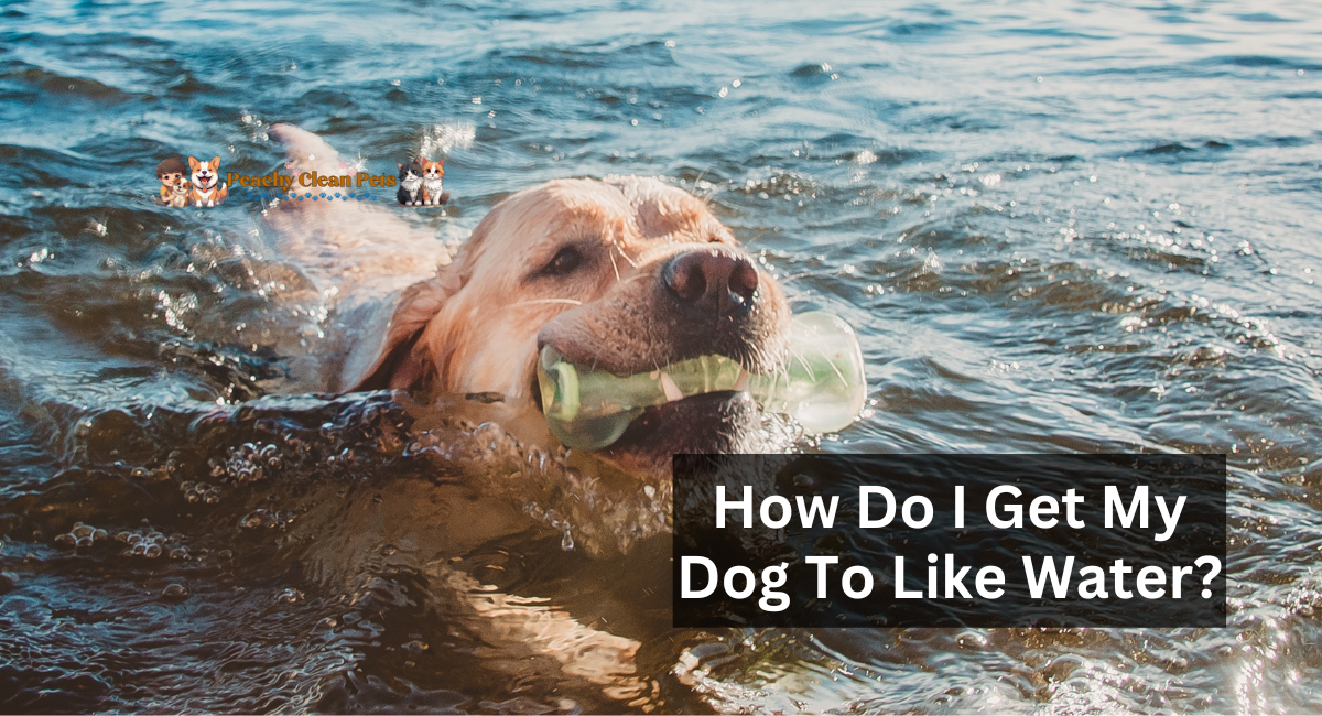 How Do I Get My Dog To Like Water?