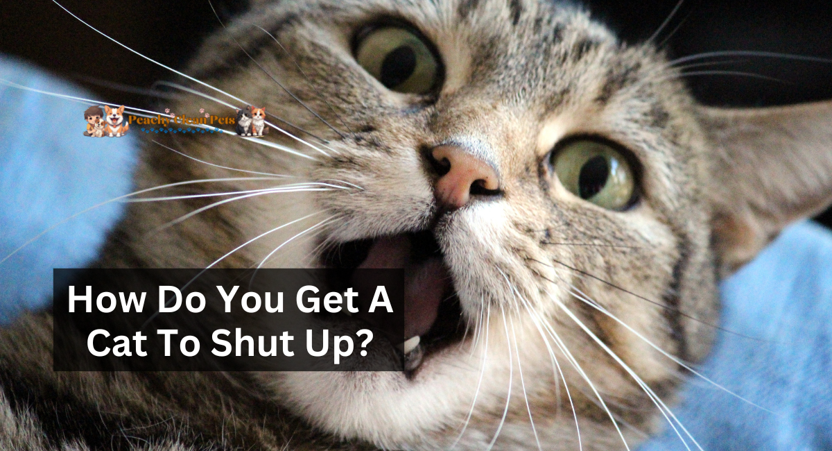 How Do You Get A Cat To Shut Up?