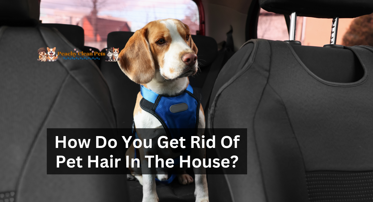 How Do You Get Rid Of Pet Hair In The House?