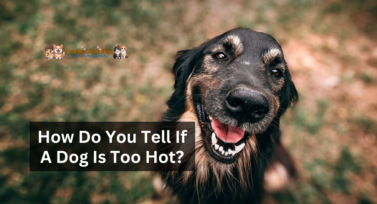 How Do You Tell If A Dog Is Too Hot?