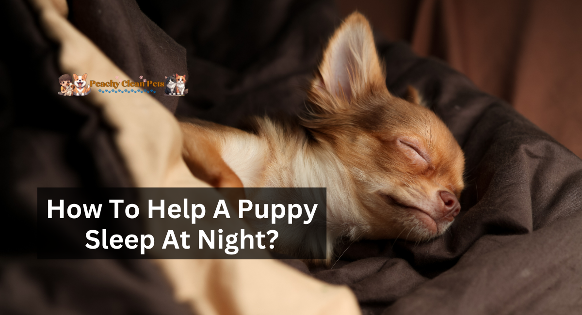 How To Help A Puppy Sleep At Night?