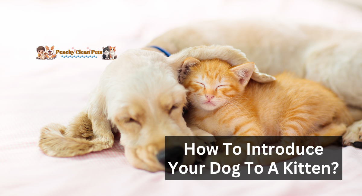 How To Introduce Your Dog To A Kitten?