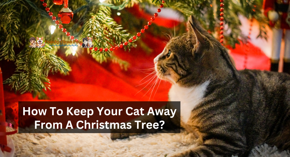 How To Keep Your Cat Away From A Christmas Tree?