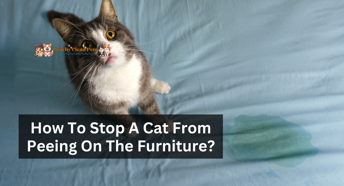 How To Stop A Cat From Peeing On The Furniture?