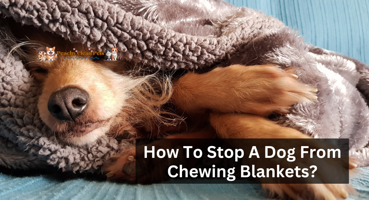 How To Stop A Dog From Chewing Blankets?