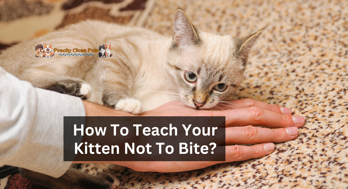 How To Teach Your Kitten Not To Bite?