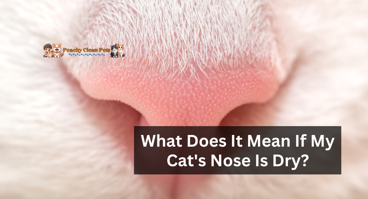What Does It Mean If My Cat's Nose Is Dry?
