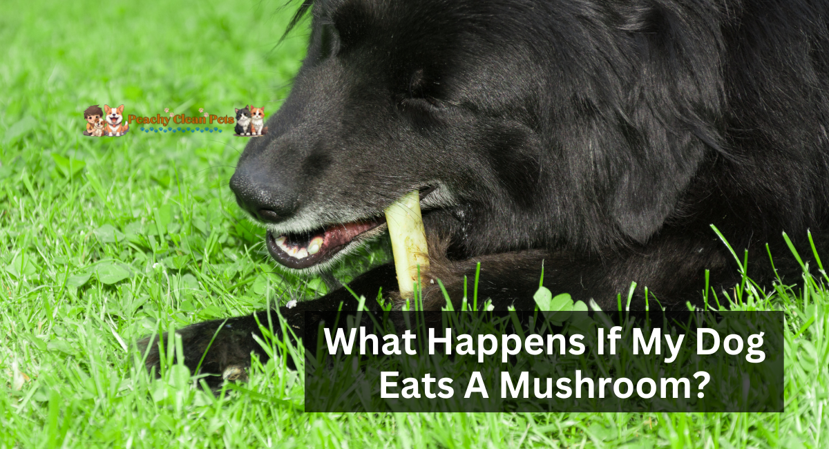 What Happens If My Dog Eats A Mushroom?