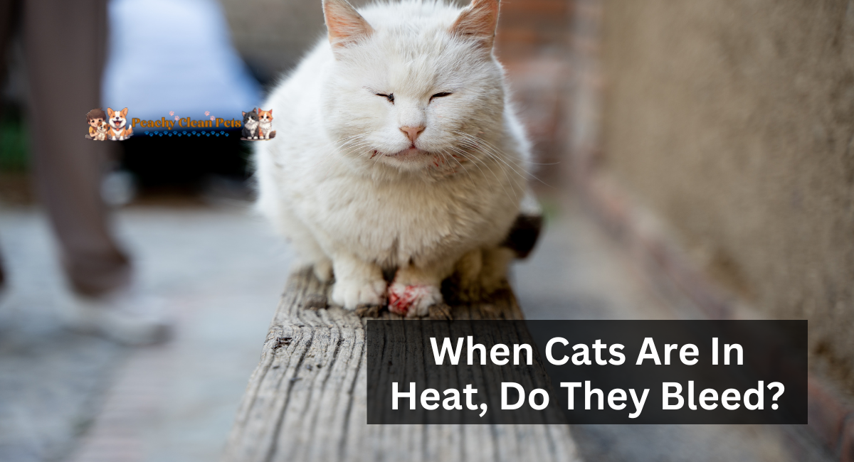 When Cats Are In Heat, Do They Bleed?
