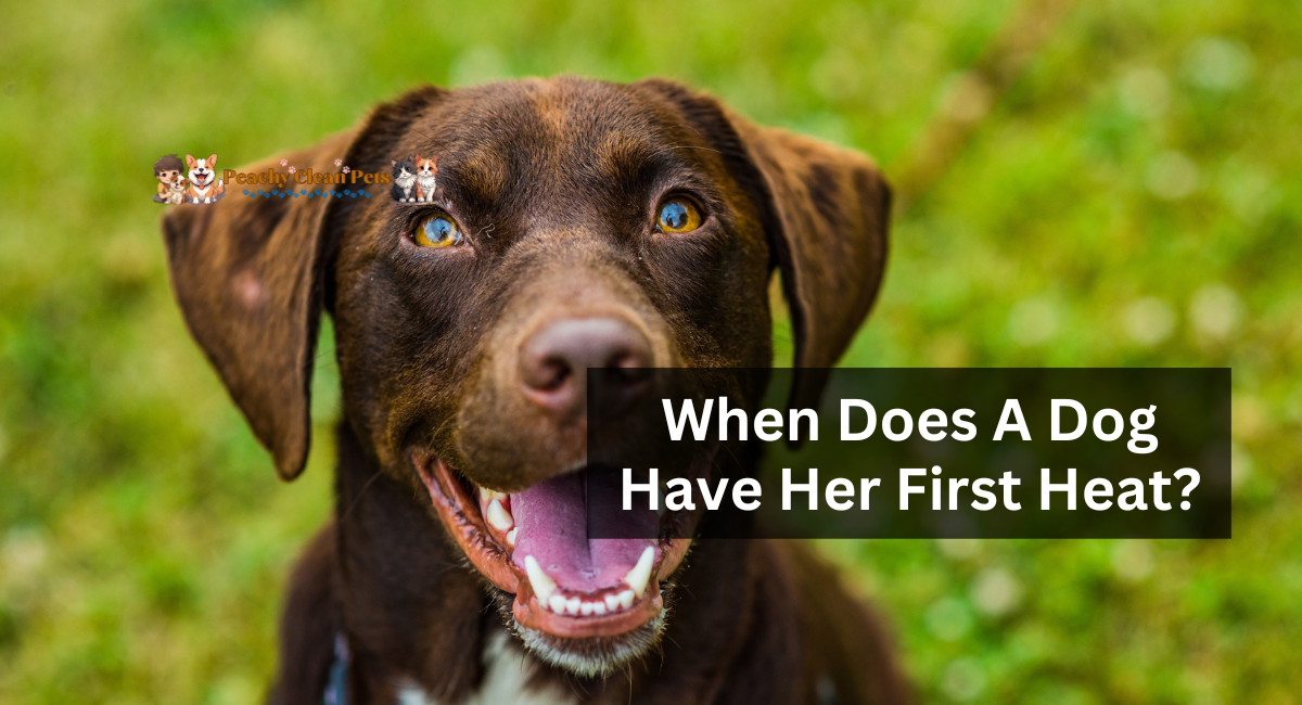 When Does A Dog Have Her First Heat?