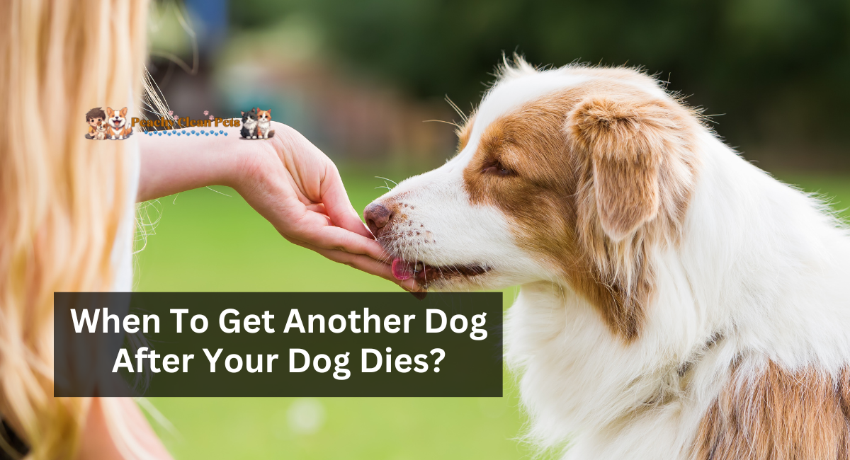 When To Get Another Dog After Your Dog Dies?