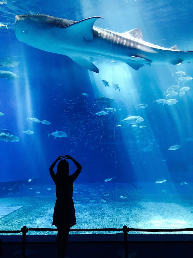 The Most Beautiful Aquariums Around The World